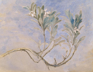 John Ruskin - Study of a Sprig of a Myrtle Tree.webp