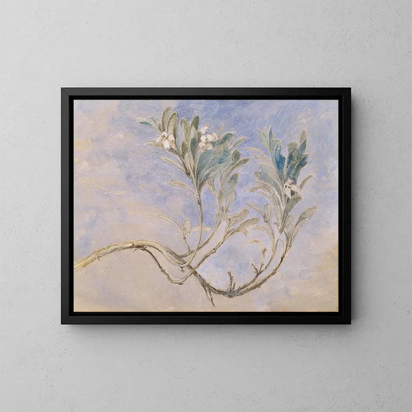 Studie eines Myrtenzweigs - John Ruskin — gerahmtes Bild an der Wand