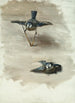 Studien eines toten Vogels - John Singer Sargent — Ansicht des Kunstwerks