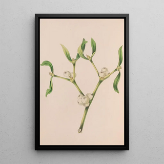 John Stevens Henslow - Christmas Rose.webp