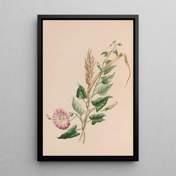 John Stevens Henslow - Geranium.webp