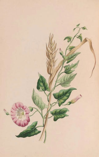 John Stevens Henslow - Geranium.webp