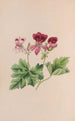 Campanule - John Stevens Henslow — Ansicht des Kunstwerks