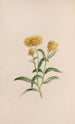 Jasmin - John Stevens Henslow — Ansicht des Kunstwerks