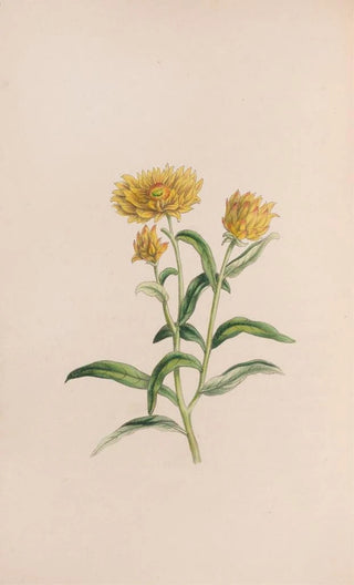 John Stevens Henslow - Jasmine.webp