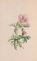 Petit Liseron oder Liseron des Feldes - John Stevens Henslow — Ansicht des Kunstwerks