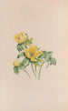 Aconit d'hiver - John Stevens Henslow — Ansicht des Kunstwerks