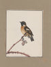 Originalzeichnungen in Aquarell von Vögeln und Eiern Pl10 - John William Lewin — Ansicht des Kunstwerks