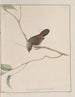 Originalzeichnungen in Aquarell von Vögeln und Eiern Pl12 - John William Lewin — Ansicht des Kunstwerks
