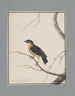 Originalzeichnungen in Aquarell von Vögeln und Eiern Pl16 - John William Lewin — Ansicht des Kunstwerks
