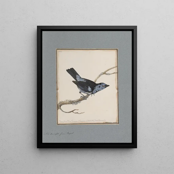 John William Lewin - Original watercolour drawings of birds and eggs Pl17.webp