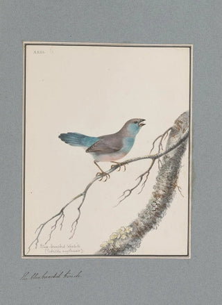 John William Lewin - Original watercolour drawings of birds and eggs Pl23.webp