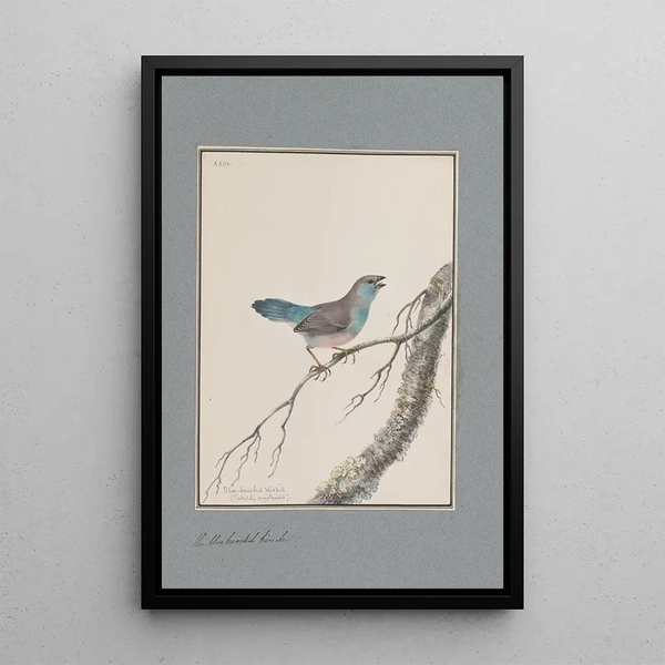 John William Lewin - Original watercolour drawings of birds and eggs Pl23.webp