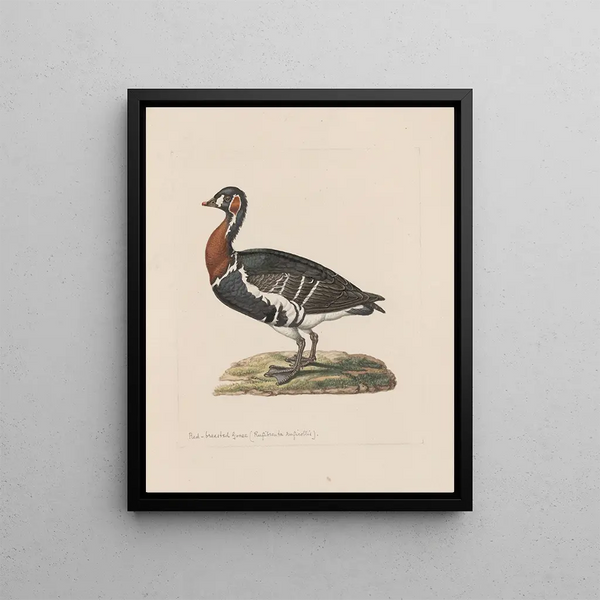 John William Lewin - Original watercolour drawings of birds and eggs Pl31.webp
