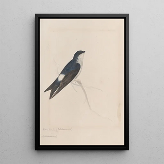 John William Lewin - Original watercolour drawings of birds and eggs Pl34.webp