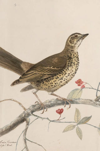 John William Lewin - Original watercolour drawings of birds and eggs Pl35.webp