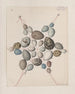 Originalzeichnungen in Aquarell von Vögeln und Eiern Pl41 - John William Lewin — Ansicht des Kunstwerks