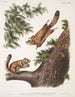 Pteromys sabrinus Flughörnchen des Severn-Flusses 2 Pteromys alpinus Berg-Eichhörnchen - John Woodhouse Audubon — Ansicht des Kunstwerks