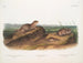 John Woodhouse Audubon — Ansicht des Kunstwerks