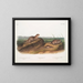John Woodhouse Audubon — gerahmtes Bild an der Wand