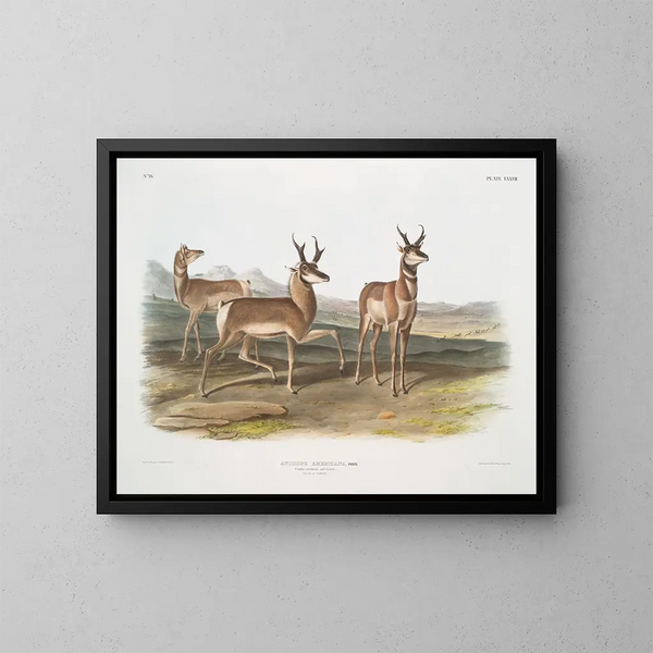 Antilope américaine, mâle et femelle - John Woodhouse Audubon — gerahmtes Bild an der Wand