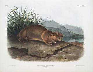 John Woodhouse Audubon - Aplodontia leporina The Sewellel Male Natural size.webp