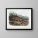 Aplodontie leporine, le Sewellel, taille naturelle - John Woodhouse Audubon — gerahmtes Bild an der Wand