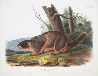 John Woodhouse Audubon - Arctomys flaviventer Yellowbellied Marmot Male Natural size.webp