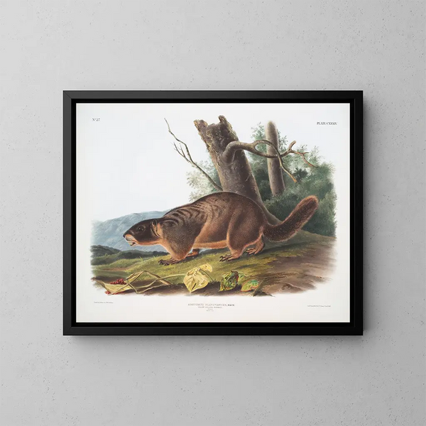 Marmotte à ventre jaune mâle taille naturelle - John Woodhouse Audubon — gerahmtes Bild an der Wand
