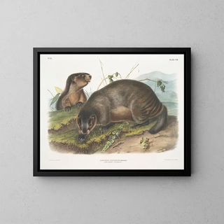 John Woodhouse Audubon - Arctomys pruinosus Hoary Marmot  The Whistler.webp