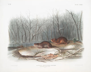 John Woodhouse Audubon - Arvicola richardsonii Richardsons Meadow Mouse Natural size.webp