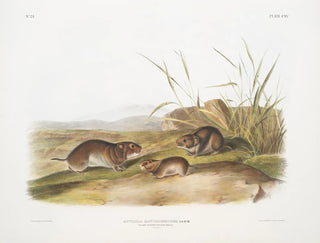 Maus der Prärie mit gelben Wangen in Originalgröße - John Woodhouse Audubon — Ansicht des Kunstwerks