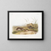 Maus der Prärie mit gelben Wangen in Originalgröße - John Woodhouse Audubon — gerahmtes Bild an der Wand