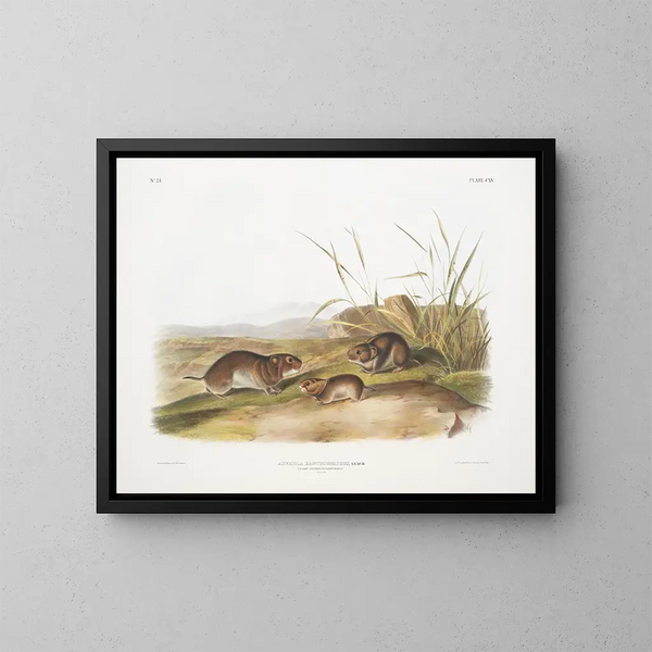Maus der Prärie mit gelben Wangen in Originalgröße - John Woodhouse Audubon — gerahmtes Bild an der Wand