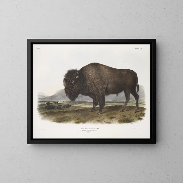Bison américain mâle - John Woodhouse Audubon — gerahmtes Bild an der Wand