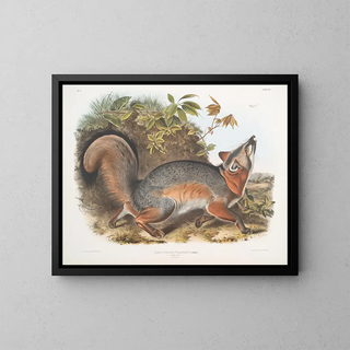 John Woodhouse Audubon - Canis Vulpes Virginianus Grey Fox.webp