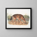 Loup rouge du Texas mâle - John Woodhouse Audubon — gerahmtes Bild an der Wand