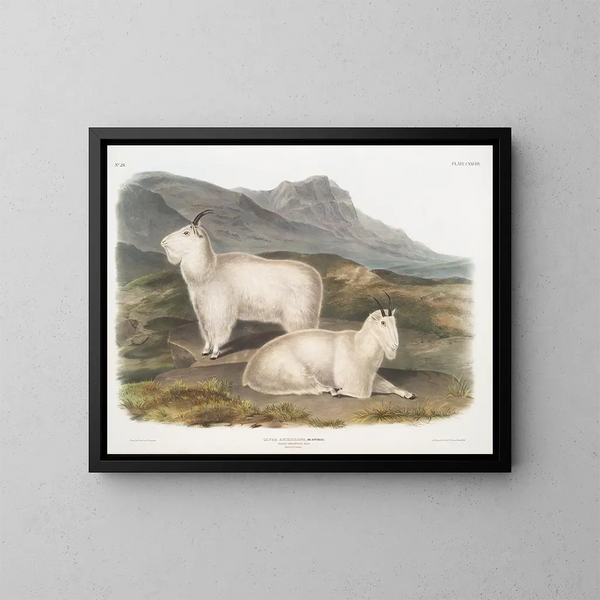 Ziegen der Rocky Mountains männlich und weiblich - John Woodhouse Audubon — gerahmtes Bild an der Wand