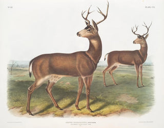 John Woodhouse Audubon - Cervus Richardsonii Columbian Blacktailed Deer Male.webp