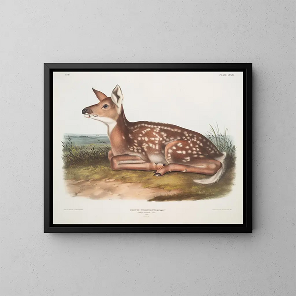 Hirsch von Virginie, Kitz, natürliche Größe - John Woodhouse Audubon — gerahmtes Bild an der Wand