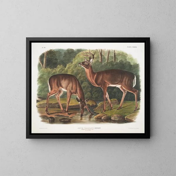 Virginie Hirschpaar, männlich und weiblich, alt - John Woodhouse Audubon — gerahmtes Bild an der Wand