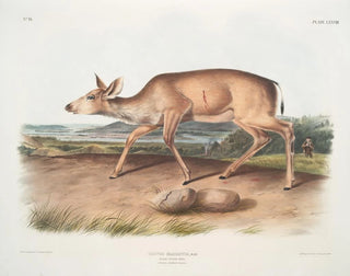 John Woodhouse Audubon - Cervus macrotis Blacktailed Deer Female Summer pelage.webp