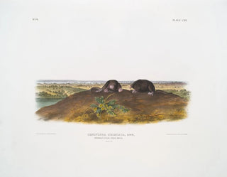 Condylure à nez étoilé taille naturelle - John Woodhouse Audubon — Ansicht des Kunstwerks