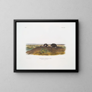 Condylure à nez étoilé taille naturelle - John Woodhouse Audubon — gerahmtes Bild an der Wand