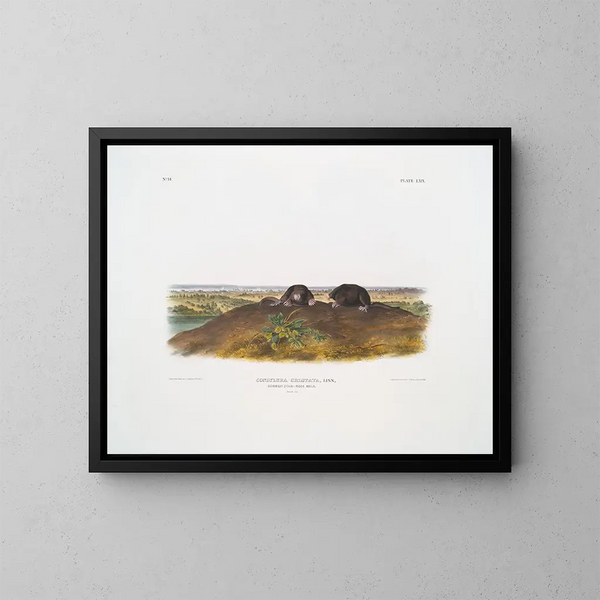Condylure à nez étoilé taille naturelle - John Woodhouse Audubon — gerahmtes Bild an der Wand