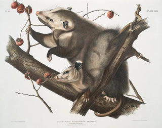 Virginie Opossum Weibchen jung Männchen 7 Monate Größe natur - John Woodhouse Audubon — Ansicht des Kunstwerks
