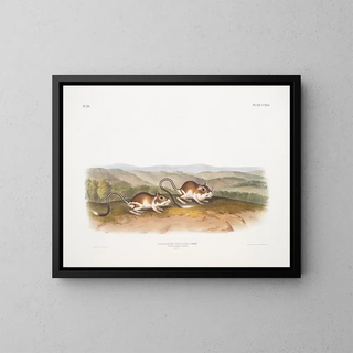 John Woodhouse Audubon - Dipodomys Phillipsii Pouched Jerboa Mouse Males Natural size.webp