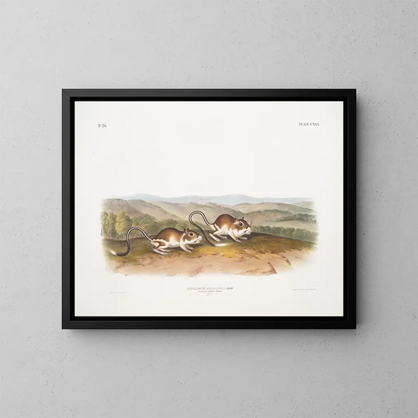Phillips männliche Taschengerbil Gemälde in Originalgröße - John Woodhouse Audubon — gerahmtes Bild an der Wand