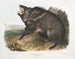 Peccary à collier mâle - John Woodhouse Audubon — Ansicht des Kunstwerks
