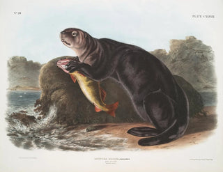Loutre de mer jeune mâle - John Woodhouse Audubon — Ansicht des Kunstwerks